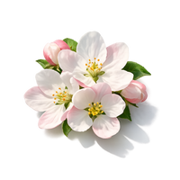 Apple blossom