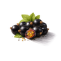 Blackcurrant