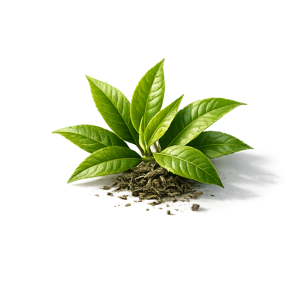 Green Tea