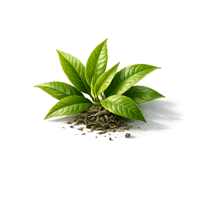 Green Tea