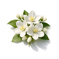 Jasmine