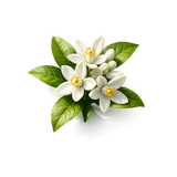 Neroli