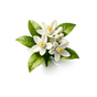 Neroli