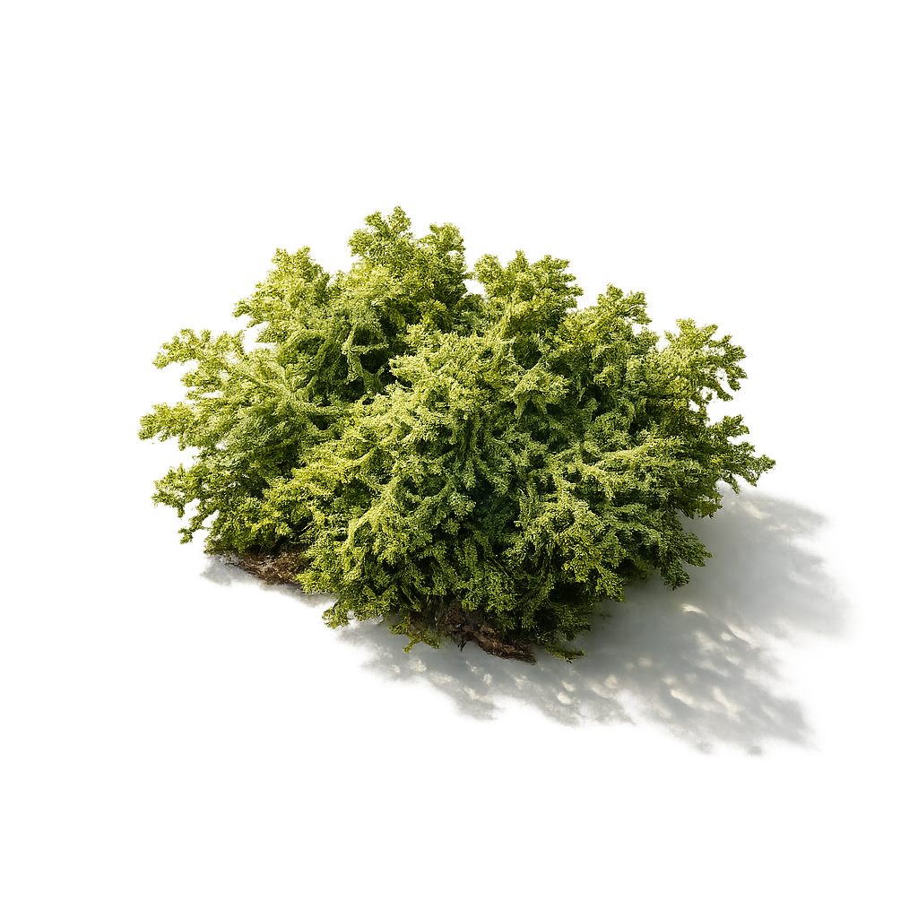 Oakmoss