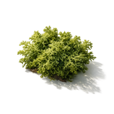 Oakmoss