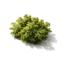 Oakmoss