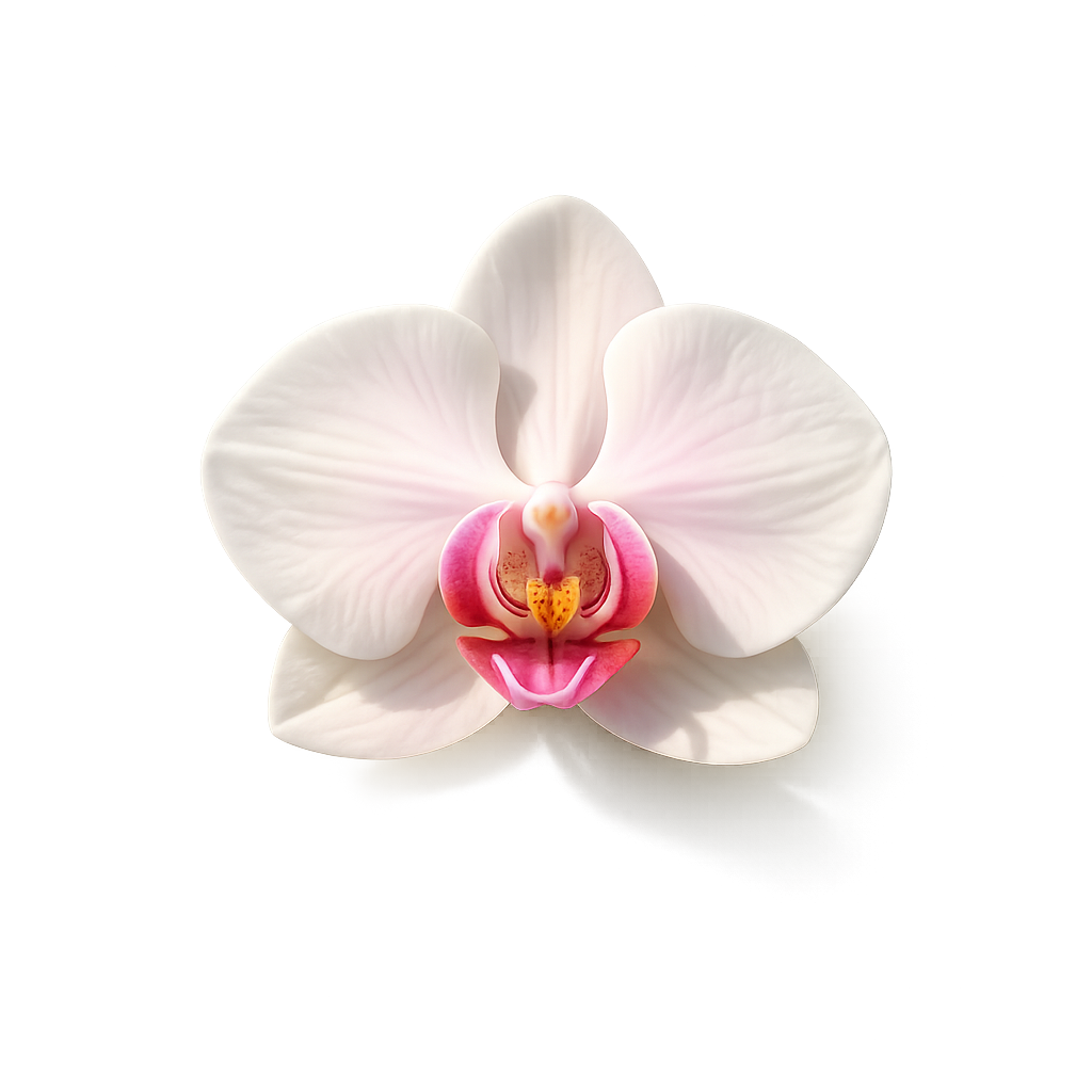 Orchid