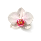 Orchid