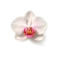 Orchid