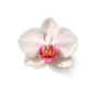 Orchid