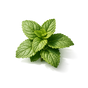 Patchouli