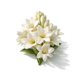 Tuberose