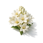 Tuberose