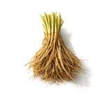 Vetiver