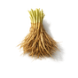 Vetiver