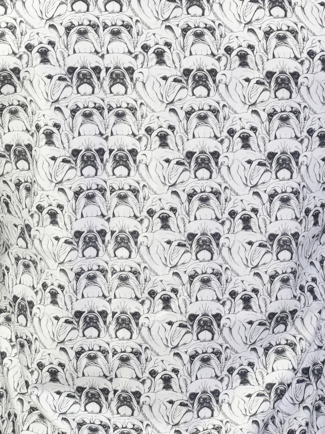 Fibonacci Bulldog White